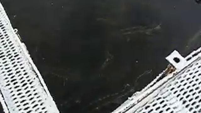Выращивание осетров в садках зимой смотреть онлайн