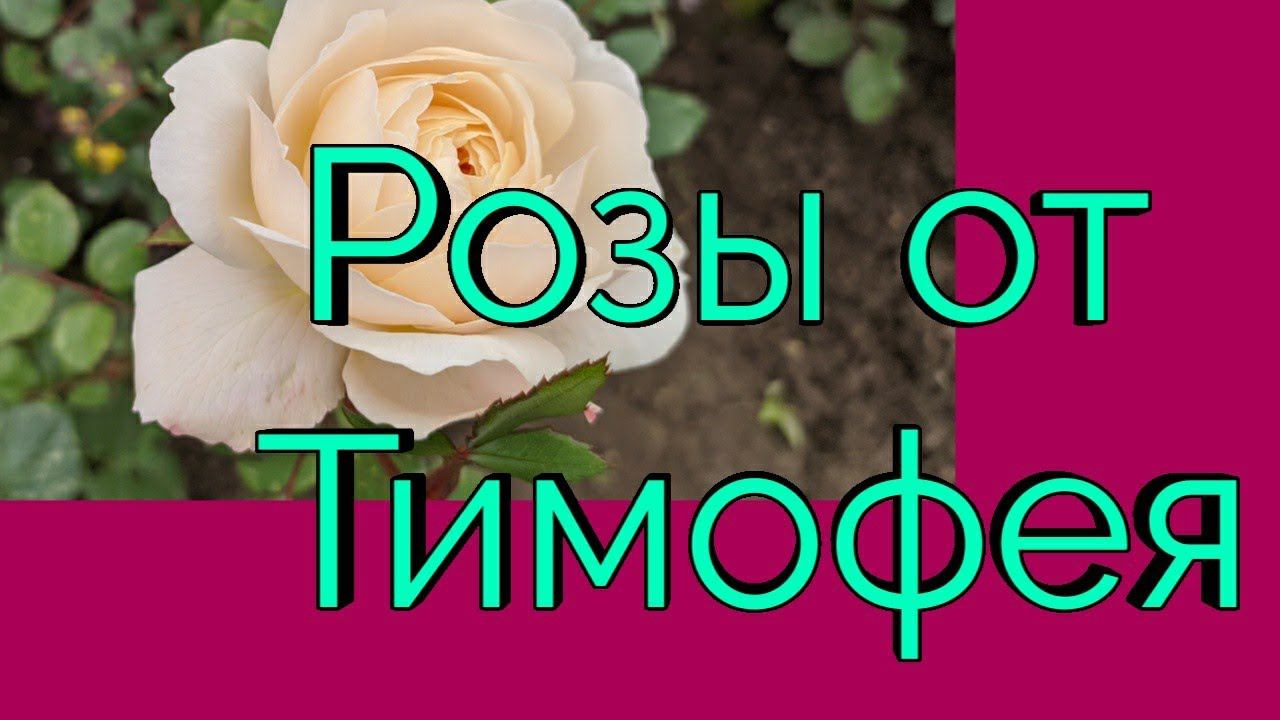 Розы от Тимофея. Распаковка посылки. смотреть онлайн