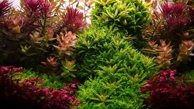 Farewell my Dutch style aquascape смотреть онлайн