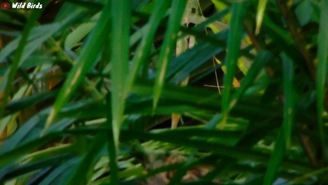 Merekam Sarang Burung Liar Dari Jarak Jauh Dengan Zoom In Kamera Sony Dsc H400‼️