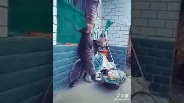 Очень голодный кот и рыба || Too hungry cat смотреть онлайн