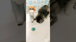 Котэ Тихон?