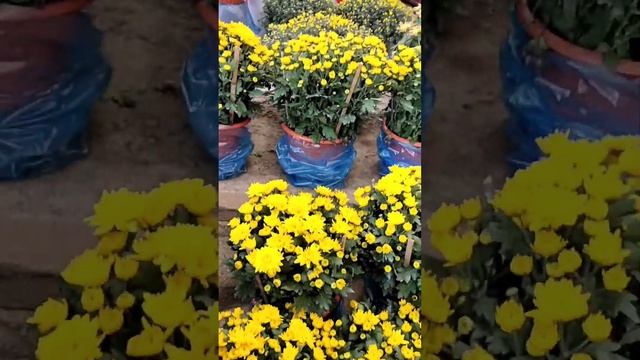 Yellow Golden Chrysanthemums : Chinese New Year Flowers -Year 2023 смотреть онлайн