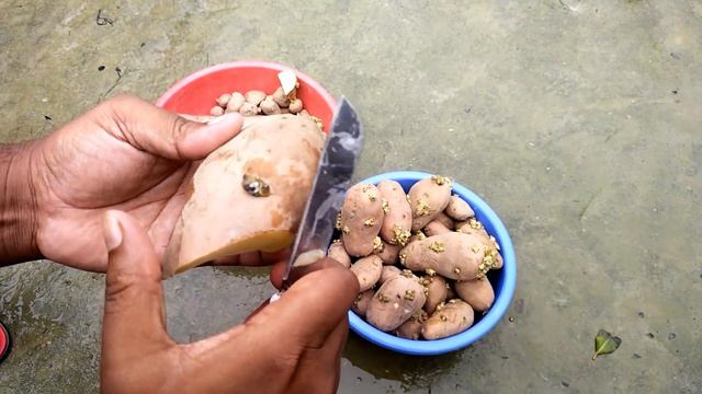 आलू की खेती के लिए सही बीजों की चयनित और बीज उपचार | Aalu ka bij kaise taiyar karen | Potato Seeds смотреть онлайн