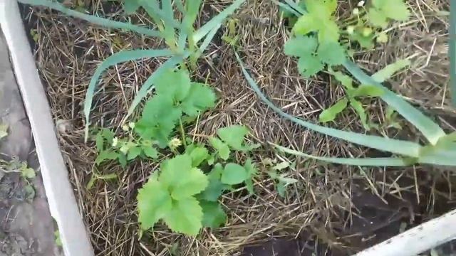 Клубника. 10 причин почему она не цветет . смотреть онлайн