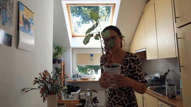 💚 Dlaczego musisz mieć rośliny domowe? SELF CARE kwiaty doniczkowe balkon dżungla w domu смотреть онлайн