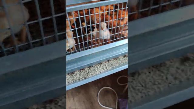 Цыплята Ливенская ситцевая и Корниш. смотреть онлайн