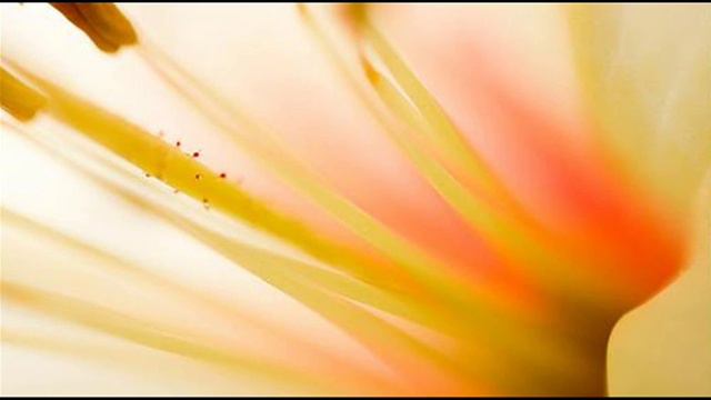 A. Vivaldi: RV 121 / Paris Concerto N. 10 For Strings & B.c. In D Major / R. Alessandrini