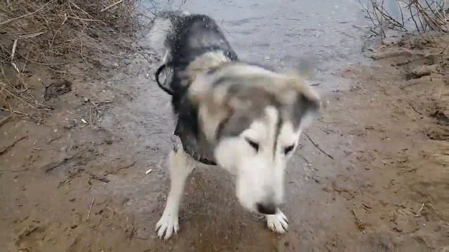 Шаман отряхивается смотреть онлайн