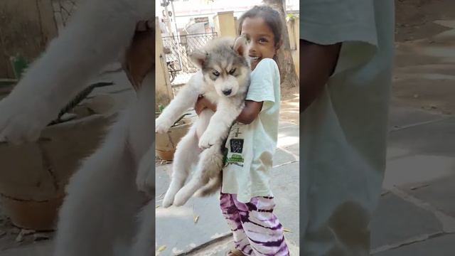 Top Quality Heavy Size Wolly Coat Husky Female Puppies Available For Sale In Guntur 8919591290
