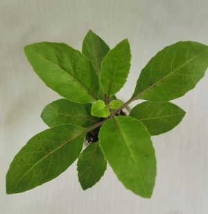 Джинура - шпинат долголетия. 18 октября как выглядит?