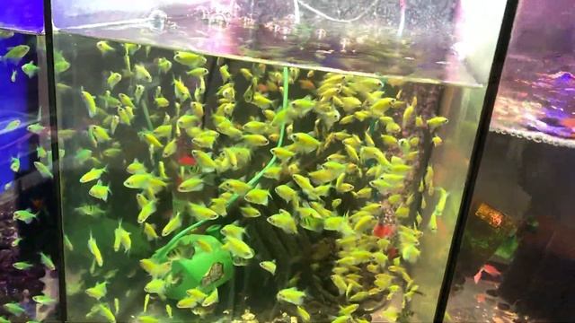 ПТИЧИЙ РЫНОК САДОВОД МОСКВА (ВЕСНА 2020) l РЫБКИ, РАСТЕНИЯ, АКВАРИУМЫ, ДЕКОРАЦИИ, КОРМА #1 смотреть онлайн