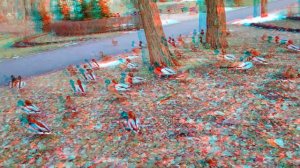 предновогодние утки Горащихи в 3D (анаглиф, красно-синие очки)