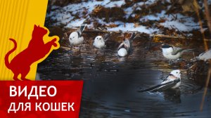 Видео для кошек - Птички в Луже (развлеки своего кота)