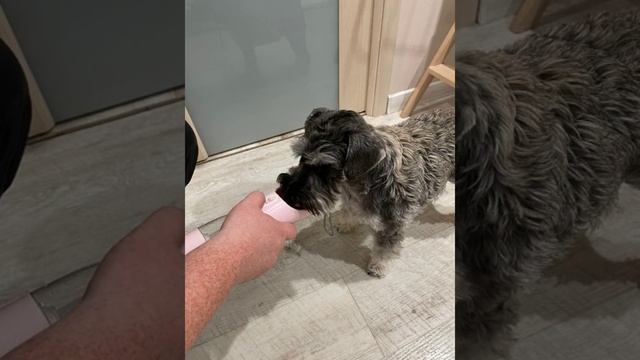 Переносная поилка для собак HOOPET для питомцев, портативная бутылка для воды недорого с Алиэкспрес смотреть онлайн