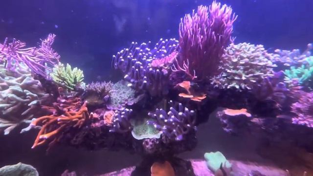 Создание рифа, часть 6 смотреть онлайн