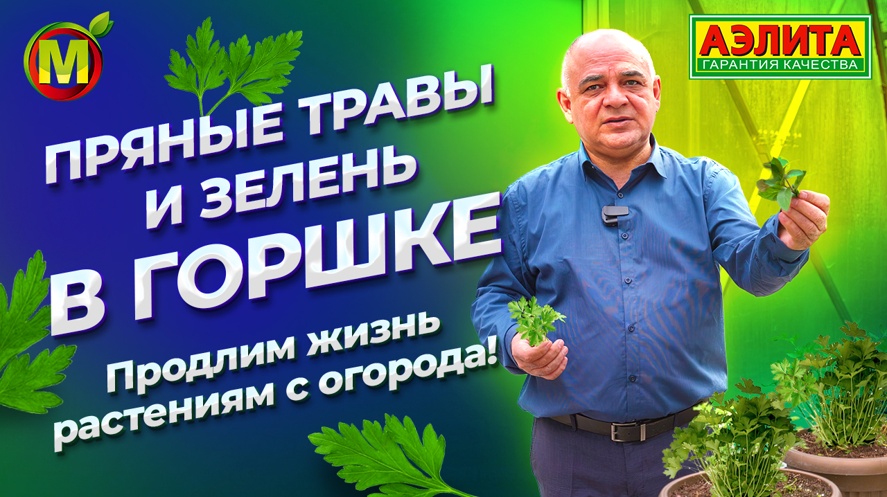 Огород под зиму. Выращивание зеленных и пряно-вкусовых культур в горшке. смотреть онлайн