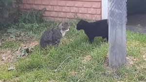 Кота стошнило от его соперника!!!!