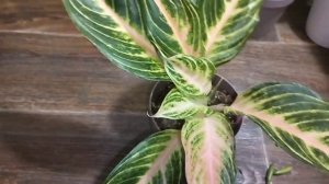 Сравниваем сорта аглаонем.