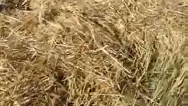 Охота на перепела, открытие 2013.