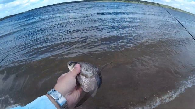 Сало vs опарыш. Рыбалка на Александровском водохранилище. Ловля леща на фидер и донки. Часть 1. смотреть онлайн