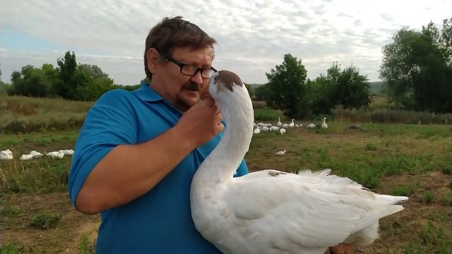 Мои Холмогорские гуси в 4 месяца, август 2020 года. смотреть онлайн