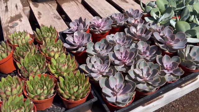 nuevo tour por este vivero 🪴veamos que tal estan los precios de las plantas 🌱 смотреть онлайн