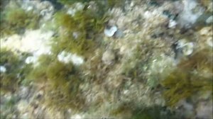 Снорклинг в Тунисе