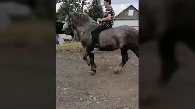 Цыганские лошади !☘️ смотреть онлайн