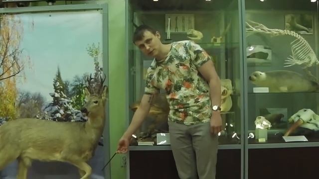 Класс Звери. Отряды Млекопитающих. смотреть онлайн