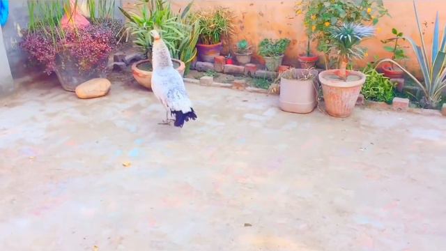 Beautiful White Peacock Fighting With Crows For Food