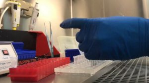 ПЦР. Как его делают в научной лаборатории?