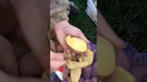 Картофель оптом, сорт РОДРИГО, Брянская область