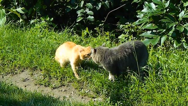 #Смешные кошки приколы про кошек и котов 2017 (#Коты ругаются) смотреть онлайн