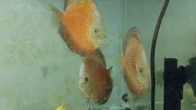 Новое знакомство с разводчиком дискусов из Краснодара. смотреть онлайн