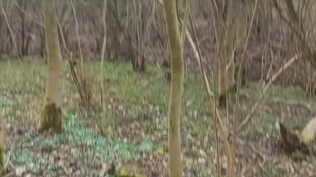 Карл Кристиан Агте (1762-1797) - Симфония № 11 - Марсия - Аллегро Con Spirit 1 смотреть онлайн