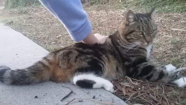 Очень ласковая кошка 🐈 Милая красавица смотреть онлайн