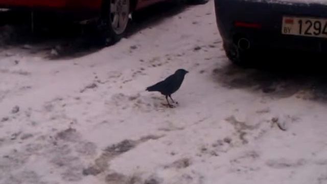 Ворона и хлеб в целофане смотреть онлайн