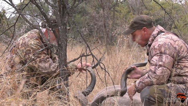 Hunting the legendary Kudu in South Africa смотреть онлайн