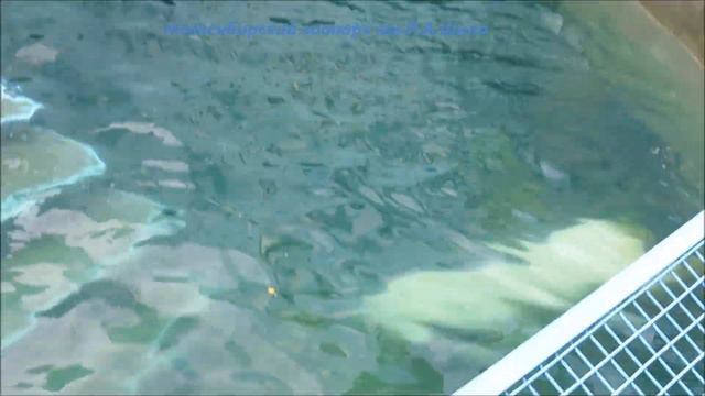 Мишки продолжают плавать 03.08.2021 смотреть онлайн