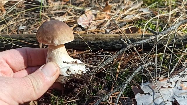 Грибы рыжик белый октябрь лес 2022.(4) смотреть онлайн