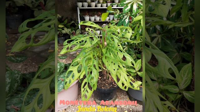 MONSTERA-MONSTERA ku смотреть онлайн