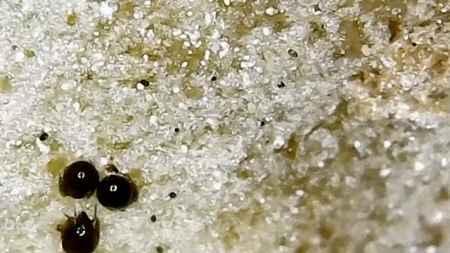 панцирный клещ (лат. Oribatida) — отряд клещей из надотряда Acariformes смотреть онлайн