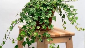 Хедера хеликс микс или плющ обыкновенный — уход в домашних условиях