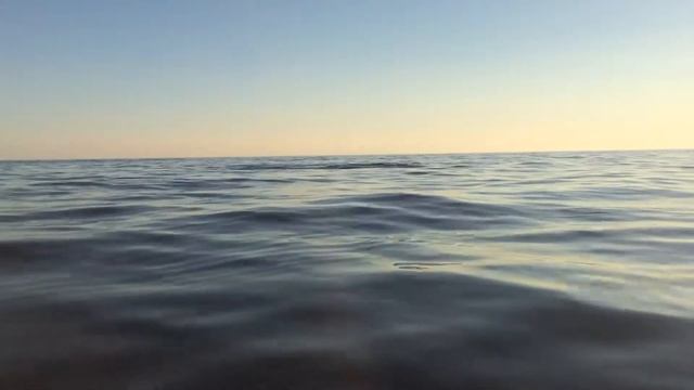 Dolphins at Barbariga, Croatia смотреть онлайн