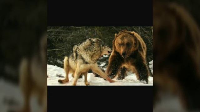 Лев vs медведя смотреть онлайн