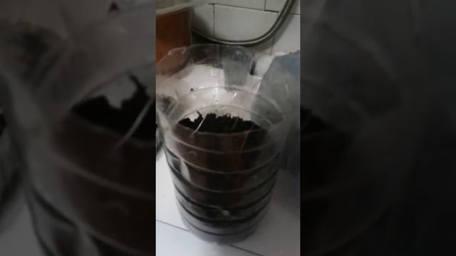 Семена роз с китая ростки смотреть онлайн