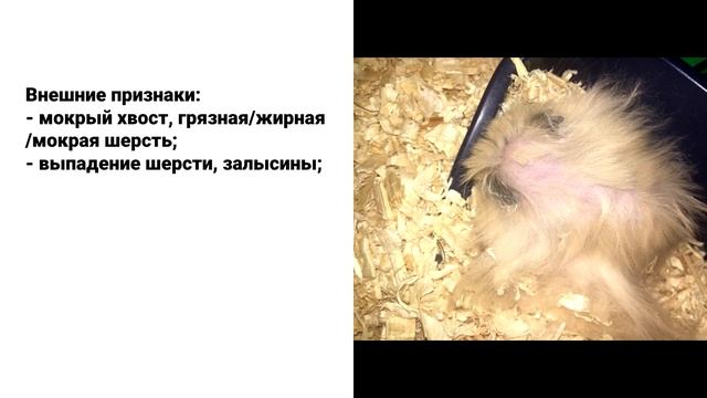 Как узнать что хомяк болен. Хомяк заболел - что делать? смотреть онлайн