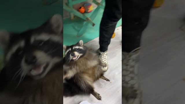 В гостях у ЕНОТОВ / ВОТ ЕНОТ СПБ / ЕНОТ ПОЛОСКУН #енотик смотреть онлайн