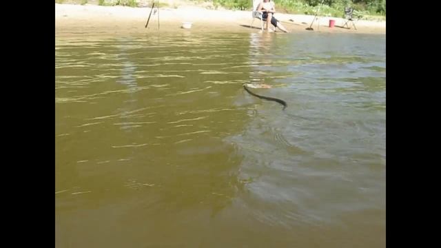 Уж на катере